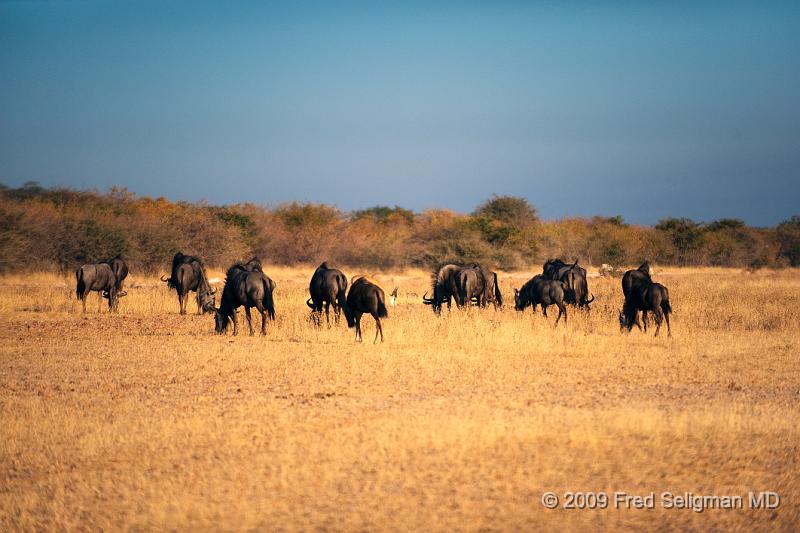 20090610_073420 D3 X1.jpg - Wildebeasts are antelope and belong to the same group as cattle, and goats